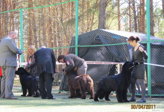 Фото: ньюфаундленд Кокетка от Чаннел из Медвежьего Яра, Наталья Гостюхина, ньюфаундленд Формула Любви от Сибирского Медведя, Александра Веснина