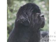 Фото: ньюфаундленд Imperial Son King of Helluland