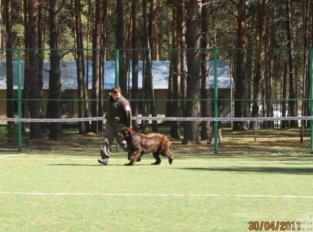 Фото: ньюфаундленд Кокетка от Чаннел из Медвежьего Яра, Наталья Гостюхина