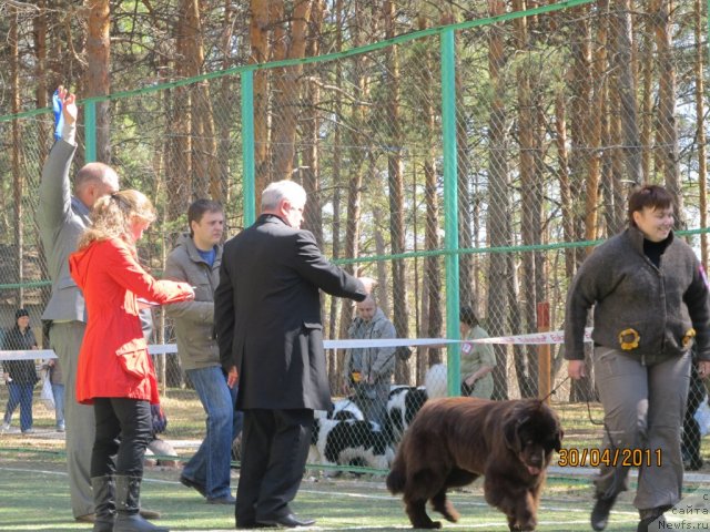 Фото: ньюфаундленд Кокетка от Чаннел из Медвежьего Яра, Наталья Гостюхина