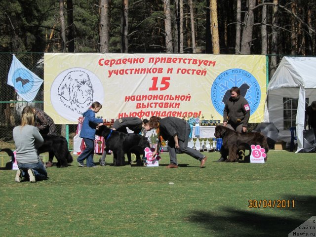 Фото: ньюфаундленд Кокетка от Чаннел из Медвежьего Яра, Наталья Гостюхина