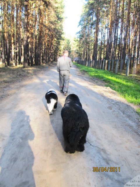 Фото: ньюфаундленд Их Высочество Владлена Маджикс, ньюфаундленд Супер Бизон Екатеринбург (Super Bizon Ekaterinburg), Алексей Нистратов