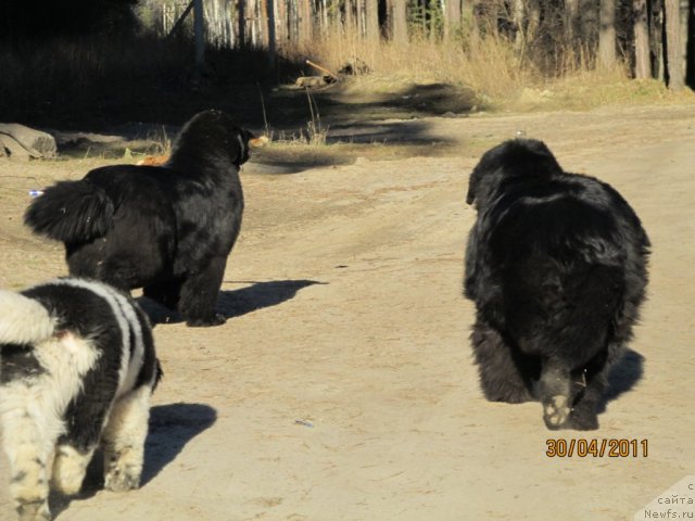 Фото: ньюфаундленд Их Высочество Вилана Блум (Ih Visochestvo Vilana Blum), ньюфаундленд Супер Бизон Екатеринбург (Super Bizon Ekaterinburg), ньюфаундленд Их Высочество Владлена Маджикс