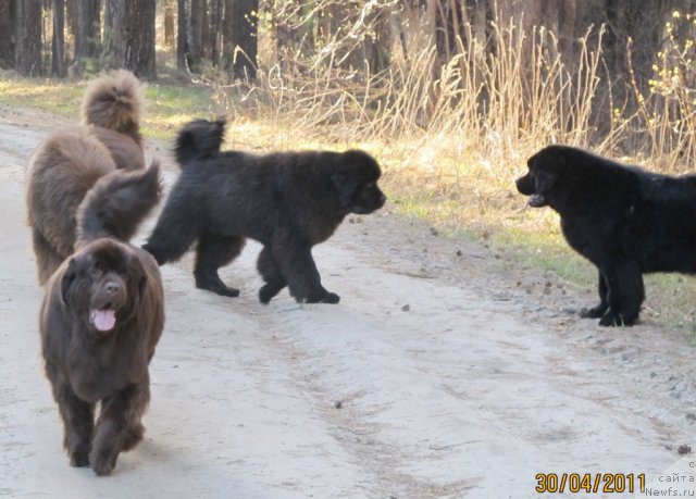 Фото: ньюфаундленд Их Высочество Владлена Маджикс, ньюфаундленд Командор из Медвежьего Яра, ньюфаундленд Кокетка от Чаннел из Медвежьего Яра, ньюфаундленд Акватория Келвин Олимпус (Aquatoriya Kelvin Olympus)