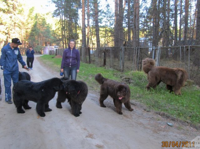 Фото: ньюфаундленд Их Высочество Владлена Маджикс, ньюфаундленд Их Высочество Вилана Блум (Ih Visochestvo Vilana Blum), ньюфаундленд Акватория Келвин Олимпус (Aquatoriya Kelvin Olympus), ньюфаундленд Командор из Медвежьего Яра, ньюфаундленд Кокетка от Чаннел из Медвежьего Яра, Екатерина Плотникова, Наталья Гостюхина, Светлана Ступникова