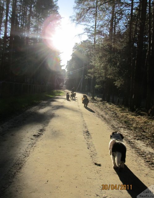 Фото: ньюфаундленд Супер Бизон Екатеринбург (Super Bizon Ekaterinburg)