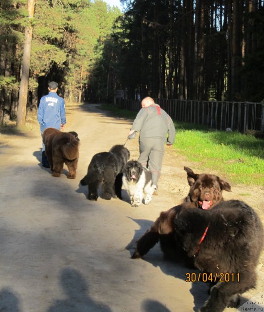 Фото: ньюфаундленд Их Высочество Владлена Маджикс, ньюфаундленд Их Высочество Вилана Блум (Ih Visochestvo Vilana Blum), ньюфаундленд Акватория Келвин Олимпус (Aquatoriya Kelvin Olympus), ньюфаундленд Командор из Медвежьего Яра, ньюфаундленд Кокетка от Чаннел из Медвежьего Яра, ньюфаундленд Супер Бизон Екатеринбург (Super Bizon Ekaterinburg), Алексей Ступников, Алексей Нистратов