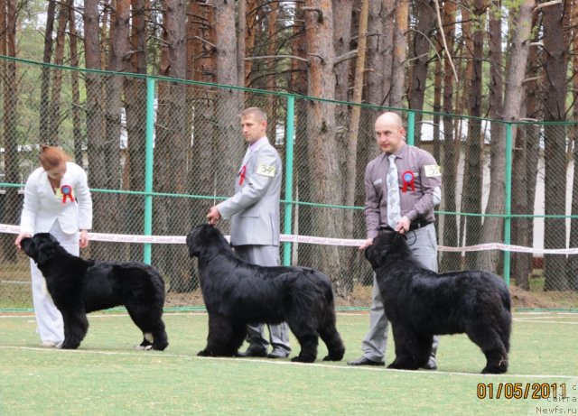 Фото: Ксения Новикова, ньюфаундленд Икона Стиля, Светлана Ступникова, ньюфаундленд Их Высочество Вилана Блум (Ih Visochestvo Vilana Blum), Алексей Нистратов, ньюфаундленд Их Высочество Владлена Маджикс
