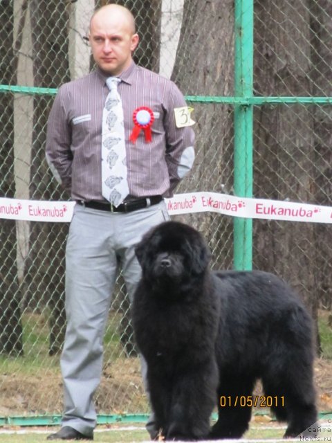 Фото: ньюфаундленд Их Высочество Владлена Маджикс, Алексей Нистратов