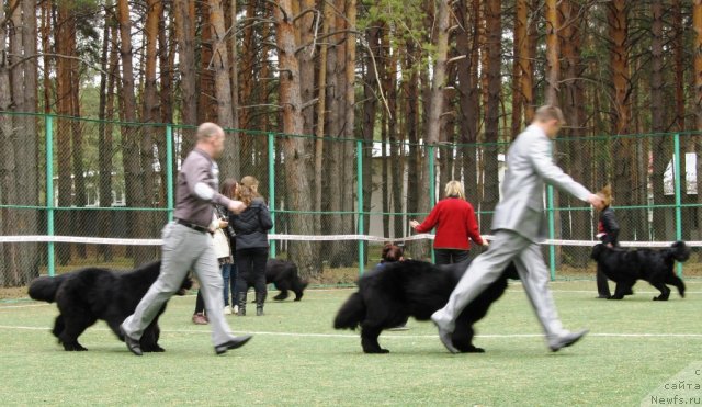 Фото: Светлана Ступникова, ньюфаундленд Их Высочество Вилана Блум (Ih Visochestvo Vilana Blum), Алексей Нистратов, ньюфаундленд Их Высочество Владлена Маджикс