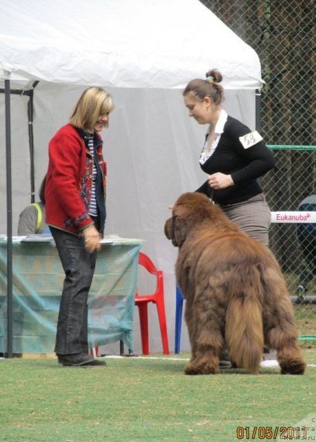 Фото: ньюфаундленд Командор из Медвежьего Яра, Екатерина Плотникова