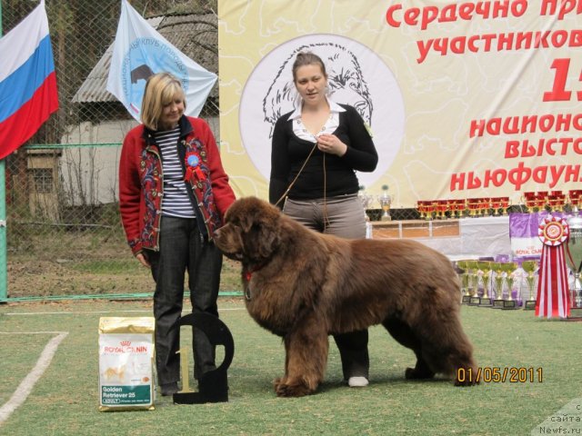 Фото: ньюфаундленд Командор из Медвежьего Яра, Екатерина Плотникова