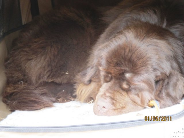 Фото: ньюфаундленд Кокетка от Чаннел из Медвежьего Яра