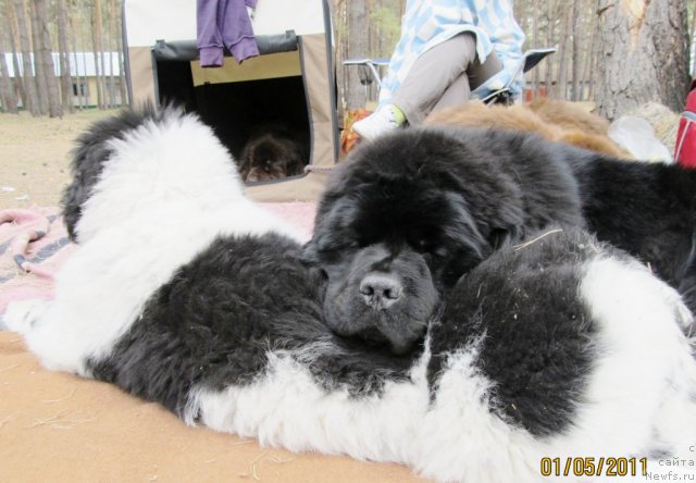 Фото: ньюфаундленд Их Высочество Владлена Маджикс, ньюфаундленд Супер Бизон Екатеринбург (Super Bizon Ekaterinburg), ньюфаундленд Кокетка от Чаннел из Медвежьего Яра, ньюфаундленд Командор из Медвежьего Яра