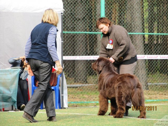 Фото: ньюфаундленд Кокетка от Чаннел из Медвежьего Яра, Наталья Гостюхина