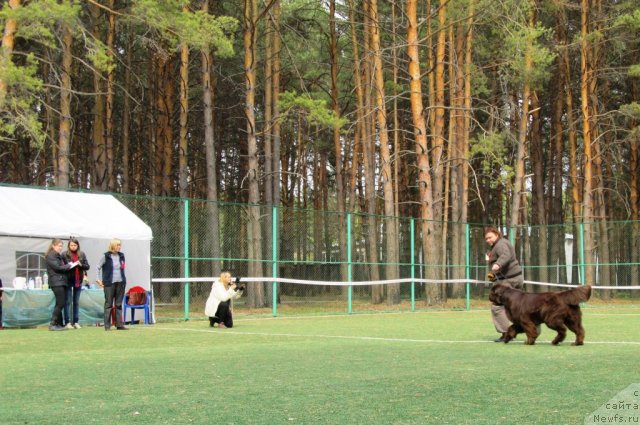Фото: ньюфаундленд Кокетка от Чаннел из Медвежьего Яра, Наталья Гостюхина