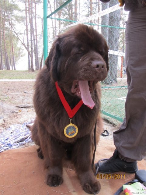 Фото: ньюфаундленд Кокетка от Чаннел из Медвежьего Яра