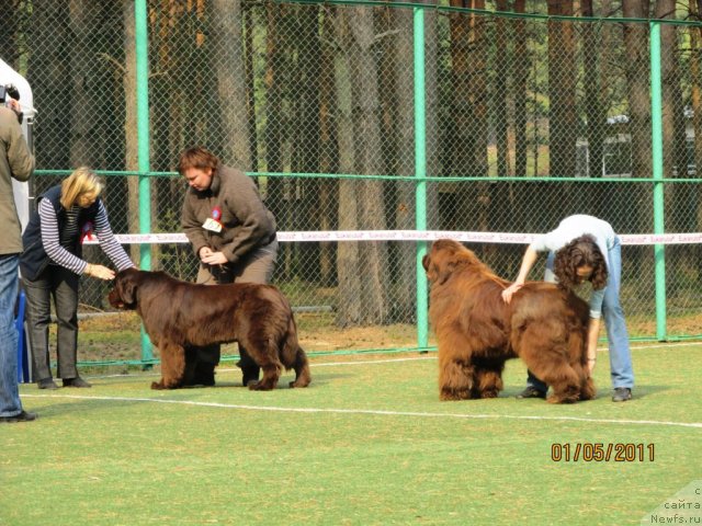 Фото: ньюфаундленд Кокетка от Чаннел из Медвежьего Яра, Наталья Гостюхина, ньюфаундленд Мега Стар из Аркаима, Анна Мельзенинова