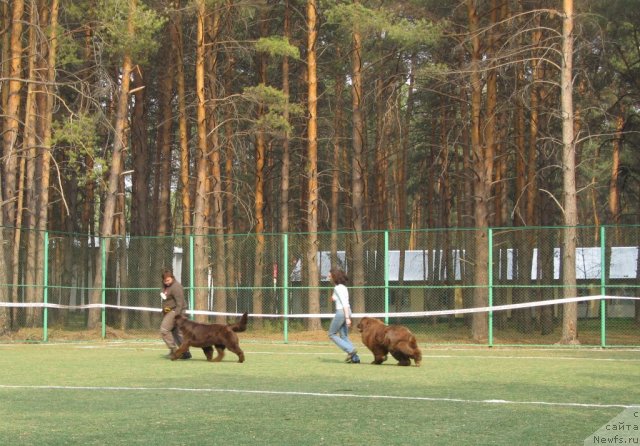 Фото: ньюфаундленд Кокетка от Чаннел из Медвежьего Яра, Наталья Гостюхина, ньюфаундленд Мега Стар из Аркаима, Анна Мельзенинова