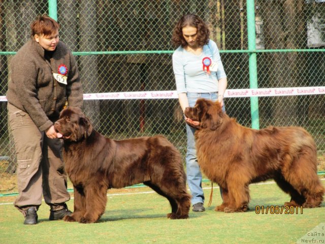 Фото: ньюфаундленд Кокетка от Чаннел из Медвежьего Яра, Наталья Гостюхина, ньюфаундленд Мега Стар из Аркаима, Анна Мельзенинова