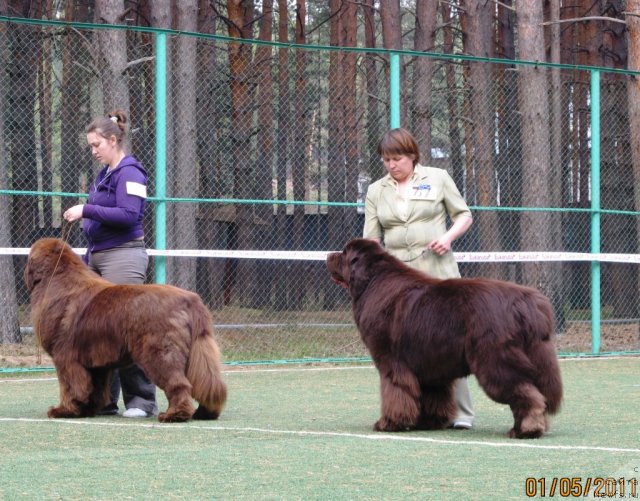 Фото: ньюфаундленд Командор из Медвежьего Яра, Екатерина Плотникова, ньюфаундленд Супер Премиум Брабус, Наталия Снигирева