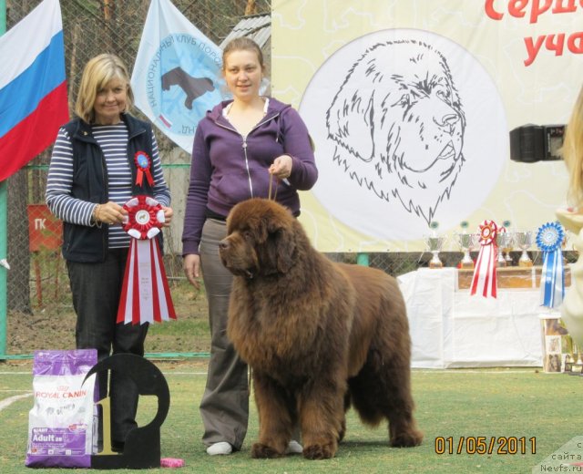 Фото: ньюфаундленд Командор из Медвежьего Яра, Екатерина Плотникова