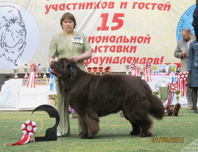 Фото: ньюфаундленд Супер Премиум Брабус, Наталия Снигирева