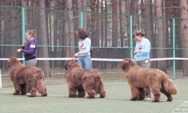 Фото: ньюфаундленд Командор из Медвежьего Яра, Екатерина Плотникова, ньюфаундленд Мега Стар из Аркаима, Анна Мельзенинова, ньюфаундленд Изабель из Царства Медведей