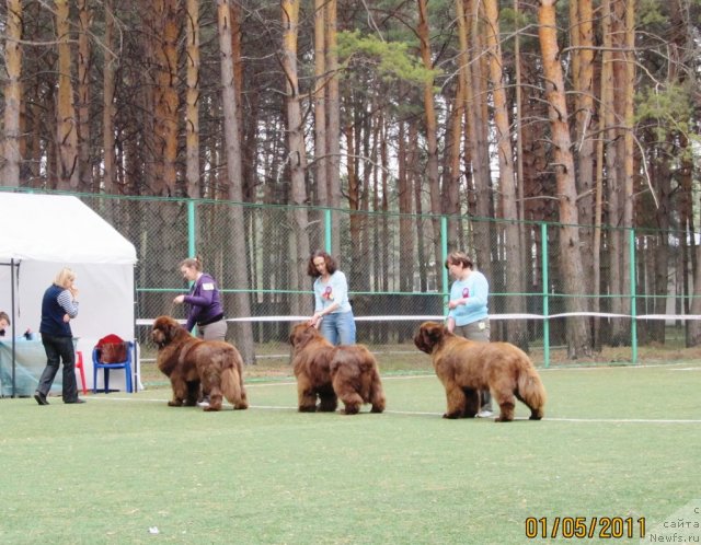 Фото: ньюфаундленд Командор из Медвежьего Яра, Екатерина Плотникова, ньюфаундленд Мега Стар из Аркаима, Анна Мельзенинова, ньюфаундленд Изабель из Царства Медведей