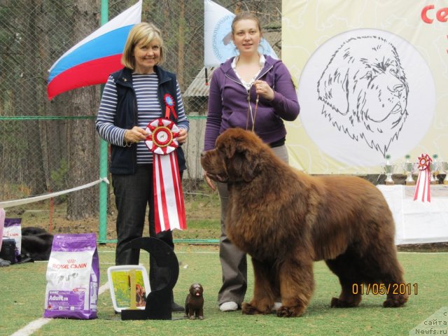 Фото: ньюфаундленд Командор из Медвежьего Яра, Екатерина Плотникова