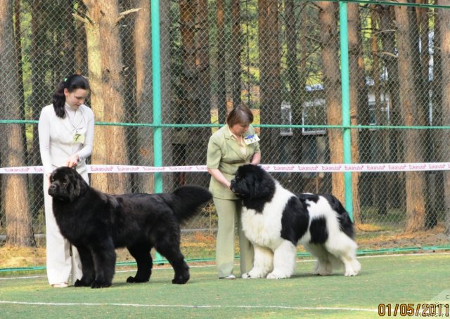 Фото: ньюфаундленд Супер Премиум Жодо Феролли (Super Premium Zhodo Ferolli), Наталия Снигирева
