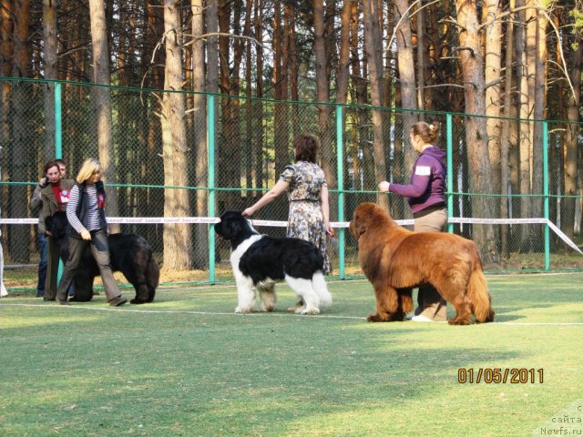 Фото: ньюфаундленд Командор из Медвежьего Яра, Екатерина Плотникова, ньюфаундленд Акватория Келвин Килиманджаро (Aquatoriya Kelvin Kilimandzharo), ньюфаундленд Chatkantarra Taro