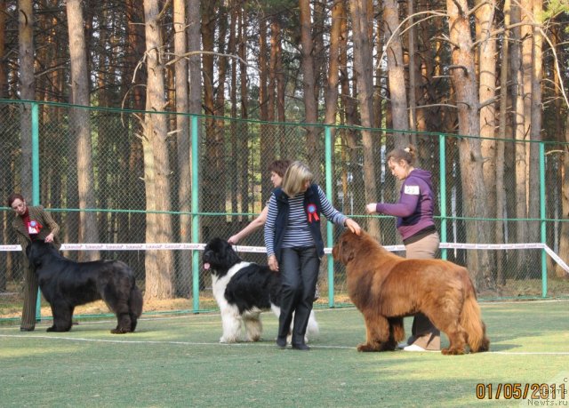 Фото: ньюфаундленд Командор из Медвежьего Яра, Екатерина Плотникова