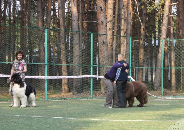 Фото: ньюфаундленд Командор из Медвежьего Яра, Екатерина Плотникова