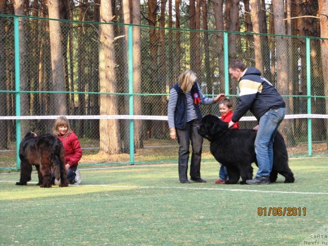 Фото: ньюфаундленд Денди Денжер из Медвежьего Яра (Dendi Denger iz Medvejyego Yara), Матвей, Александр Рублев