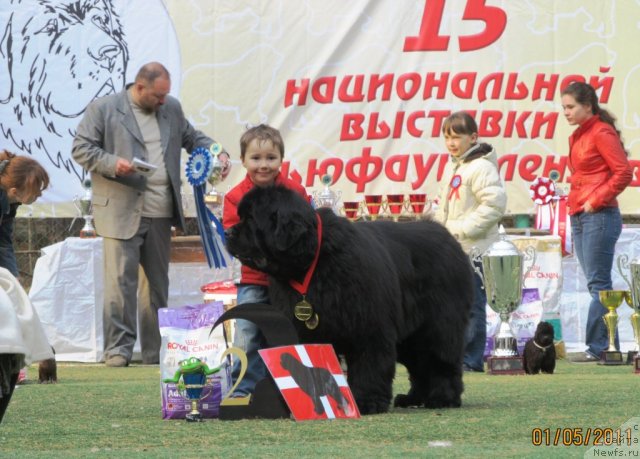 Фото: ньюфаундленд Денди Денжер из Медвежьего Яра (Dendi Denger iz Medvejyego Yara), Матвей