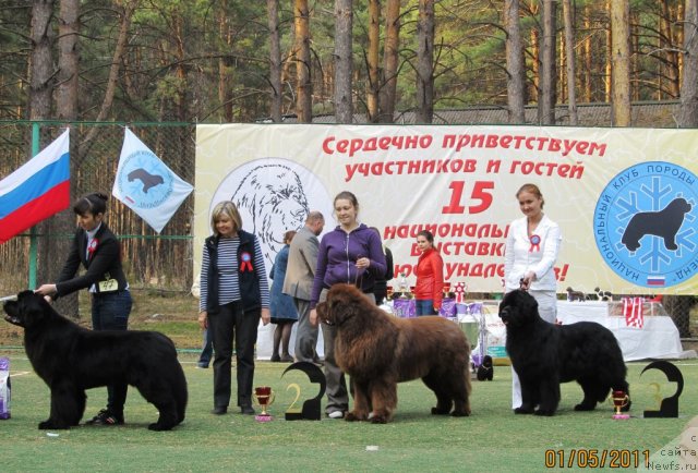 Фото: ньюфаундленд Акватория Келвин Импресса (Aquatoriya Kelvin Impressa), ньюфаундленд Командор из Медвежьего Яра, Екатерина Плотникова, ньюфаундленд Акватория Келвин Звездная Королева (Aquatoriya Kelvin Zvezdnaya Koroleva), Ксения Новикова