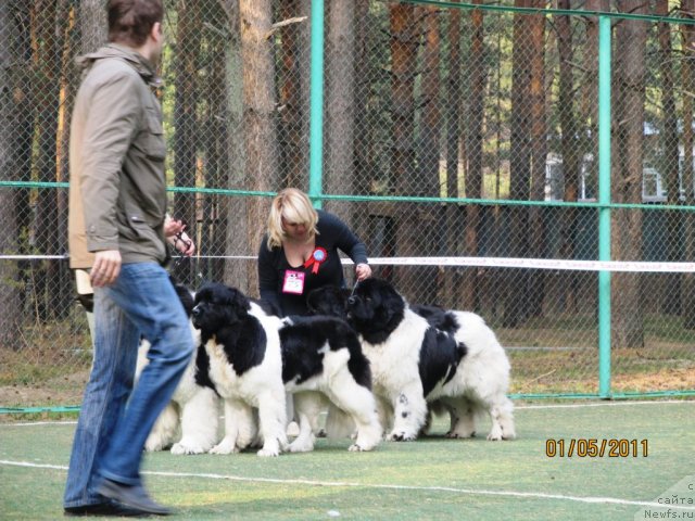 Фото: ньюфаундленд Супер Премиум Жодо Феролли (Super Premium Zhodo Ferolli), ньюфаундленд Супер Премиум Женева (Super Premium Zheneva), ньюфаундленд Веснушка на Счастье (Vesnushka na Shastie), ньюфаундленд Кипер Соул Жемчужный Король, Елена Заборова (Брехина)
