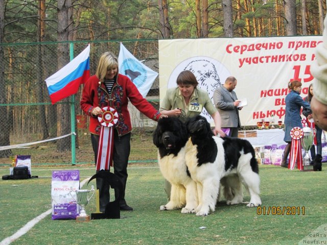 Фото: ньюфаундленд Супер Премиум Женева (Super Premium Zheneva), ньюфаундленд Супер Премиум Жодо Феролли (Super Premium Zhodo Ferolli), Наталия Снигирева