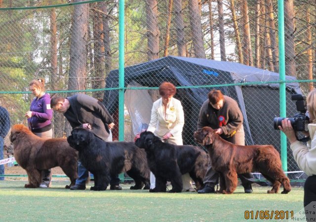 Фото: Екатерина Плотникова, ньюфаундленд Командор из Медвежьего Яра, Наталья Гостюхина, ньюфаундленд Кокетка от Чаннел из Медвежьего Яра, Надежда Стрельцова, ньюфаундленд Наварро Дэлюкс из Медвежьего Яра, Александр Рублев, ньюфаундленд Денди Денжер из Медвежьего Яра (Dendi Denger iz Medvejyego Yara)