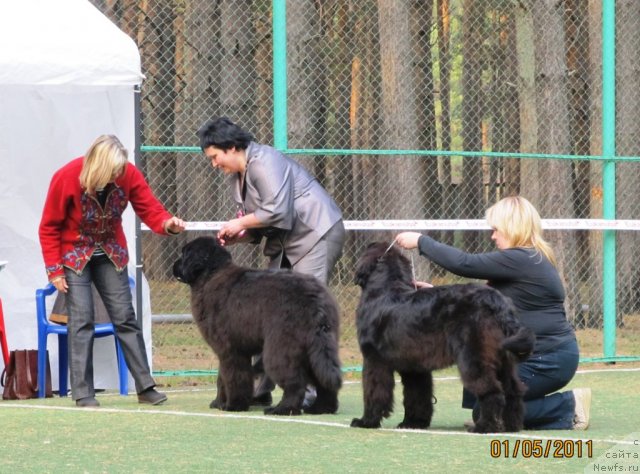 Фото: ньюфаундленд Акватория Келвин Олимпус (Aquatoriya Kelvin Olympus), ньюфаундленд Акватория Келвин Оушен Дрим