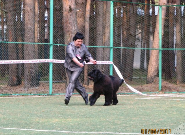 Фото: ньюфаундленд Акватория Келвин Олимпус (Aquatoriya Kelvin Olympus)