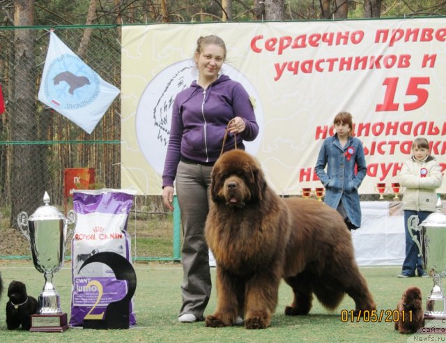 Фото: ньюфаундленд Командор из Медвежьего Яра, Екатерина Плотникова