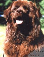 Фото: ньюфаундленд Уоол Одри Арт (Uool Odri Art)