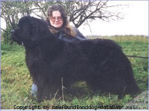 Фото: ньюфаундленд Wanitopa Hug the Great Bear, Ирина Ненаглядова