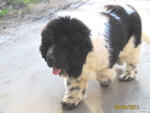 Фото: ньюфаундленд Супер Бизон Екатеринбург (Super Bizon Ekaterinburg)