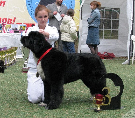 Фото: ньюфаундленд Икона Стиля