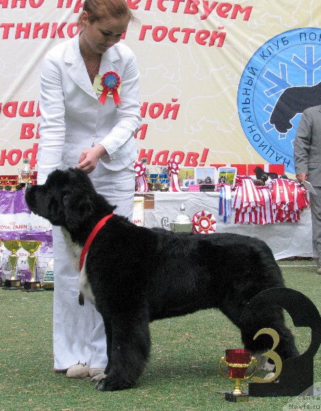 Фото: ньюфаундленд Икона Стиля