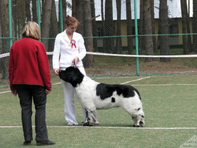 Фото: ньюфаундленд Супер Бизон Арго (Super Bizon Argo)