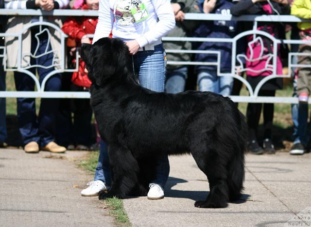 Фото: ньюфаундленд Роскошь Золотая